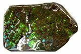 Iridescent Ammolite (Fossil Ammonite Shell) - Brilliant Greens #316760-1